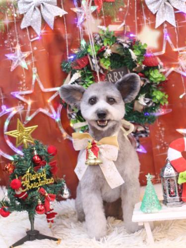 20231229シルヴァくん